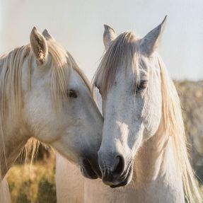 Umjetna koža KARIA Horse love PANEL