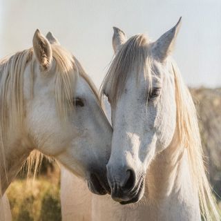 Umjetna koža KARIA Horse love PANEL